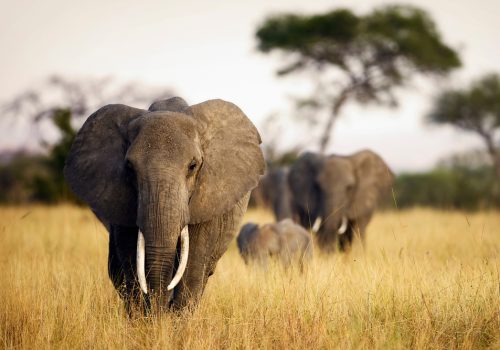Herd,Of,Elephants,Walking,Through,Tall,Grass